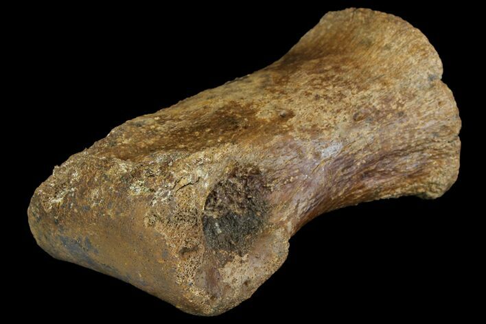 Hadrosaur (Lambeosaurus?) Toe Bone - Judith River Formation #144831